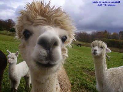 Great photo of the alpaca